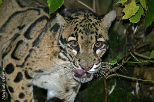 CLOUDED LEOPARD neofelis nebulosa  PORTRAIT OF ADULT WITH TONGUE OUT