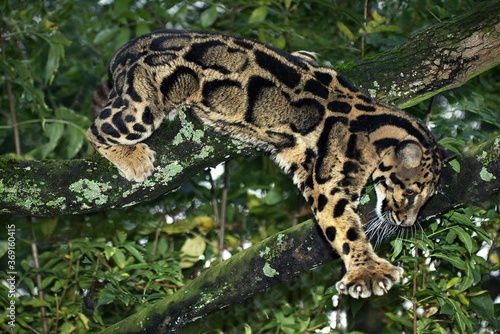 CLOUDED LEOPARD neofelis nebulosa, ADULT STANDING IN TREE