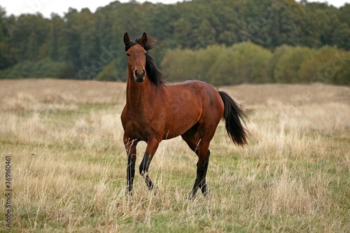 LUSITANO HORSE STANDING ON DRY GRASS © slowmotiongli