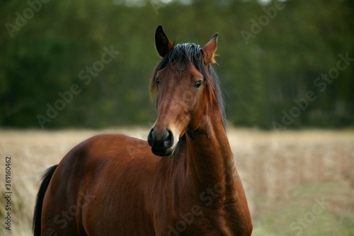 LUSITANO HORSE IN MEADOW
