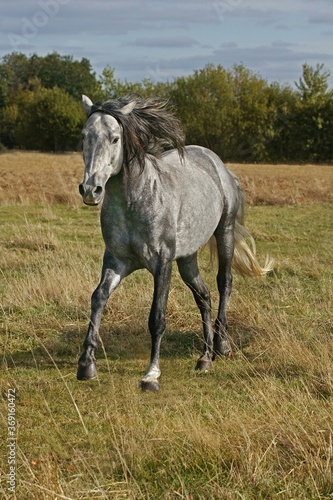 LUSITANO HORSE STANDING IN MEADOW
