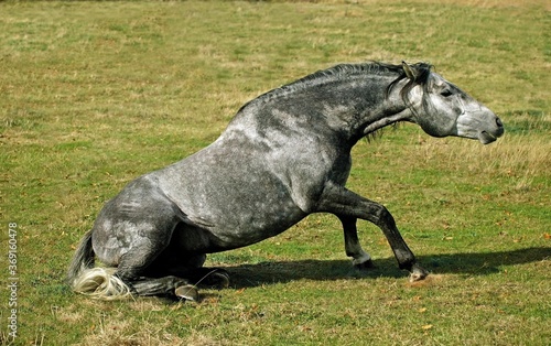 Obraz na płótnie LUSITANO HORSE GETTING UP FROM GROUND