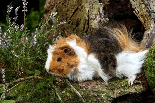 GUINEA PIG cavia porcellus, ADULT STANDING NEAR HEATER