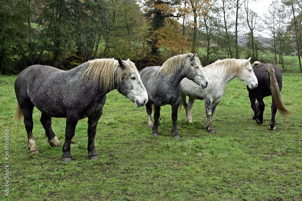 PERCHERON HORSES, HERD STANDING IN MEADOW, NORMANDY PERCHERON HORSES, HERD STANDING IN MEADOW, NORMANDY
