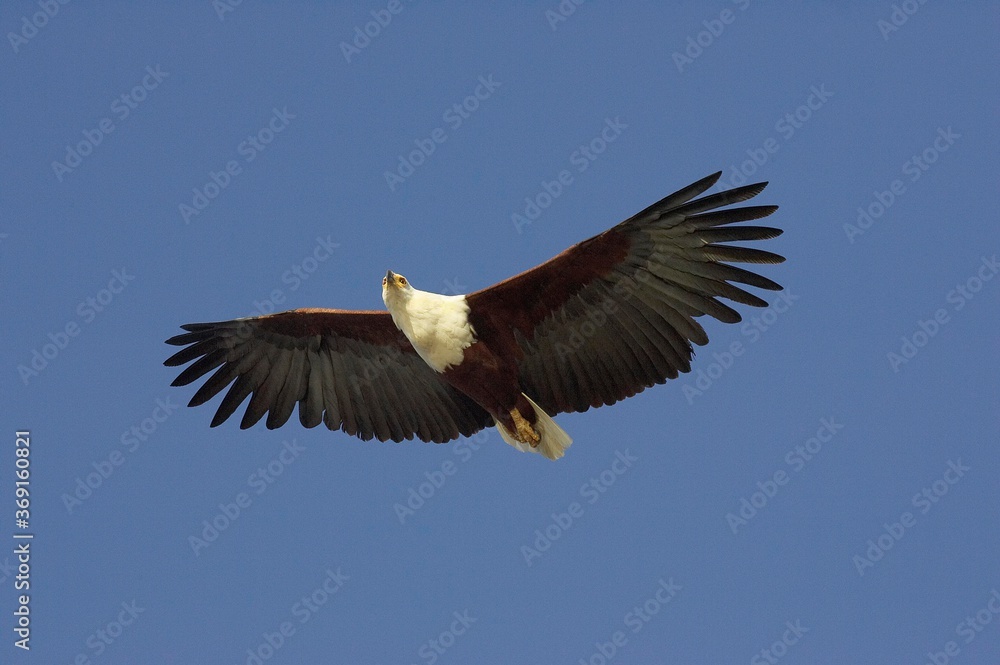 AFRICAN FISH-EAGLE haliaeetus vocifer, ADULT IN FLIGHT, BARINGO LAKE IN KENYA AFRICAN FISH-EAGLE haliaeetus vocifer, ADULT IN FLIGHT, BARINGO LAKE IN KENYA