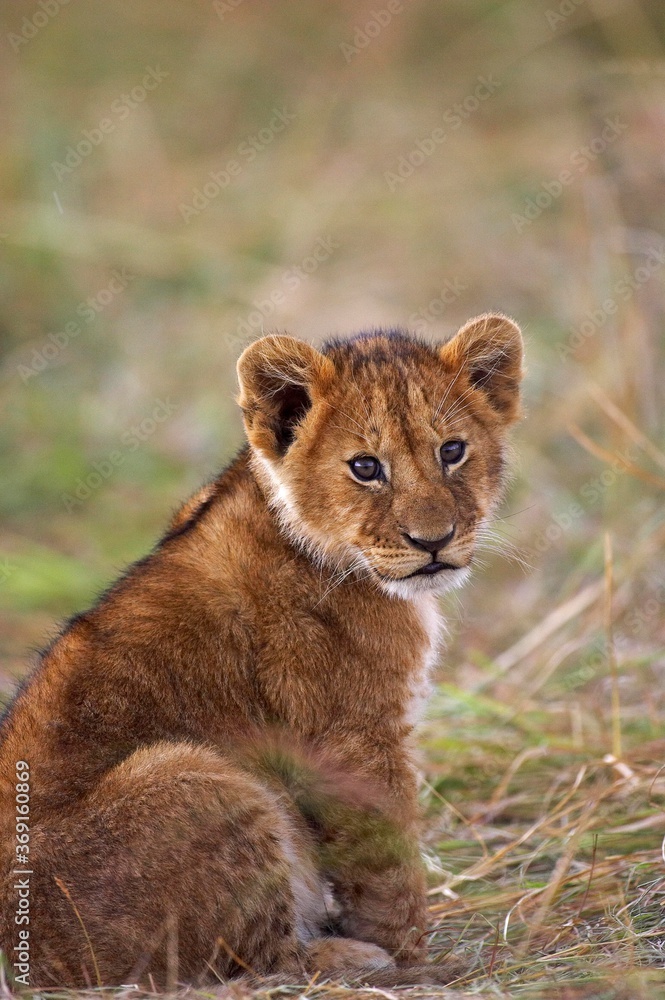AFRICAN LION panthera leo, CUB SITTING, MASAI MARA IN KENYA AFRICAN LION panthera leo, CUB SITTING, MASAI MARA IN KENYA