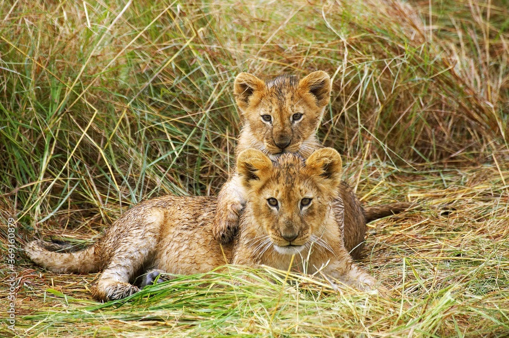 AFRICAN LION panthera leo, CUB LAYING, MASAI MARA PARK IN KENYA AFRICAN LION panthera leo, CUB LAYING, MASAI MARA PARK IN KENYA