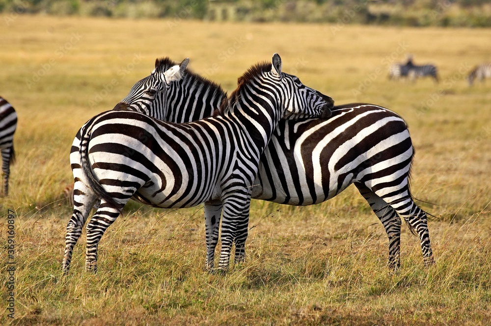 Naklejka premium BURCHELL'S ZEBRA equus burchelli, PAIR GROOMING, MASAI MARA PARK IN KENYA
