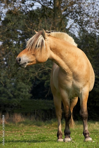 Foto NORWEGIAN FJORD HORSE, ADULT STANDING ON GRASS