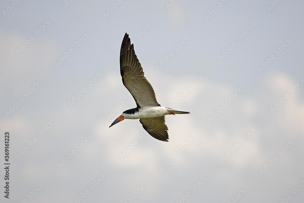 BLACK SKIMMER rynchops niger, ADULT IN FLIGHT, LOS LIANOS IN VENEZUELA BLACK SKIMMER rynchops niger, ADULT IN FLIGHT, LOS LIANOS IN VENEZUELA