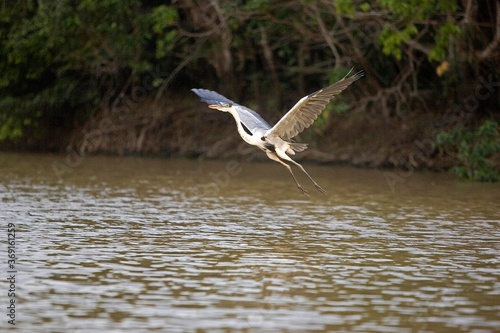 WHITE-NECKED HERON ardea cocoi, ADULT IN FLIGH, LOS LIANOS IN VENEZUELA