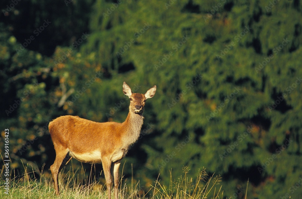 RED DEER cervus elaphus, FEMALE LOOKING AROUND RED DEER cervus elaphus, FEMALE LOOKING AROUND