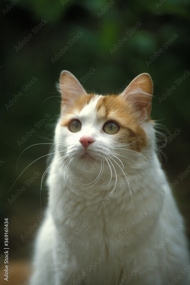 TURKISH VAN DOMESTIC CAT, PORTRAIT OF ADULT