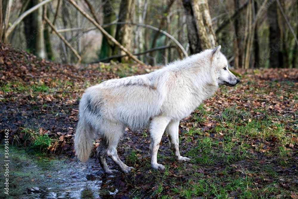 ARCTIC WOLF canis lupus tundrarum, ADULT NEAR WATER HOLE ARCTIC WOLF canis lupus tundrarum, ADULT NEAR WATER HOLE