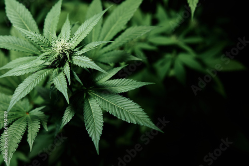 cannabis plant photo