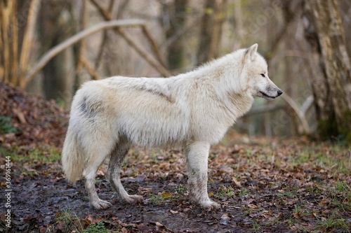 ARCTIC WOLF canis lupus tundrarum  ADULT