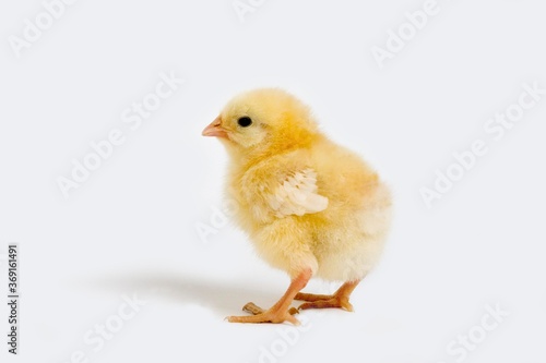 CHICK AGAINST WHITE BACKGROUND