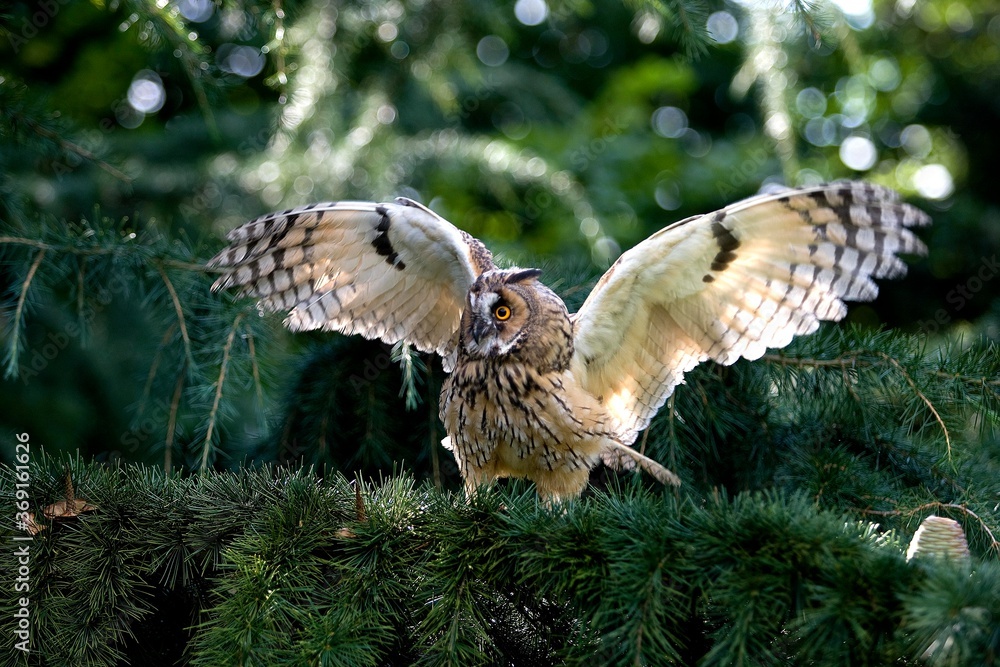 Fototapeta premium LONG-EARED OWL asio otus, ADULT TAKING OFF FROM BRANCH, NORMANDY