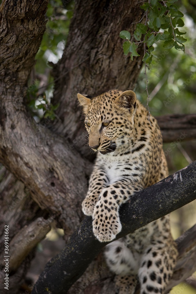 Fototapeta premium LEOPARD panthera pardus, 4 MONTH OLD CUB IN A TREE, NAMIBIA