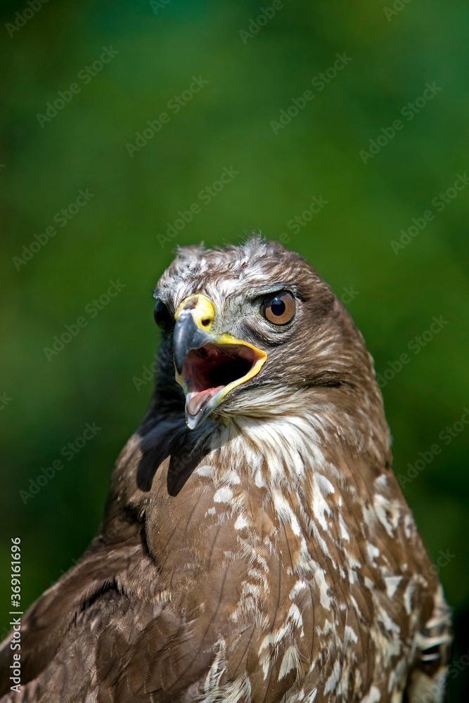 COMMON BUZZARD buteo buteo, PORTRAIT OF ADULT CALLING OUT COMMON BUZZARD buteo buteo, PORTRAIT OF ADULT CALLING OUT
