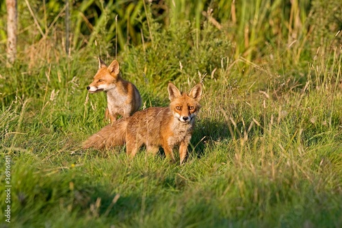 RED FOX vulpes vulpes  PAIR LOOKING AROUND IN LONG GRASS  NORMANDY IN FRANCE