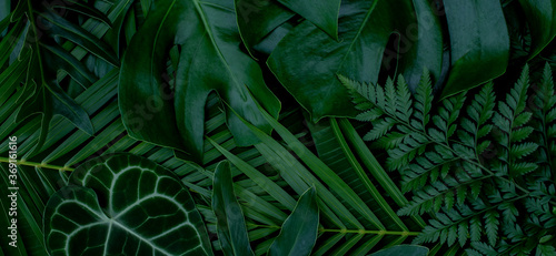 Fototapeta Naklejka Na Ścianę i Meble -  Monstera green leaves or Monstera Deliciosa in dark tones, background or green leafy tropical pine forest patterns for creative design elements. Philodendron monstera textures