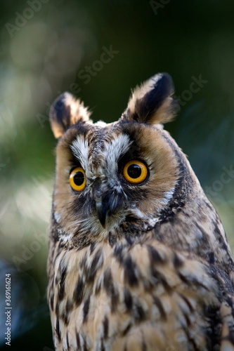 LONG-EARED OWL asio otus, PORTRAIT OF ADULT, NORMANDY