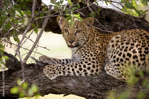LEOPARD panthera pardus  4 MONTH OLD CUB IN A TREE  NAMIBIA