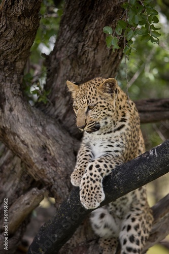 LEOPARD panthera pardus, 4 MONTH OLD CUB IN A TREE, NAMIBIA © slowmotiongli