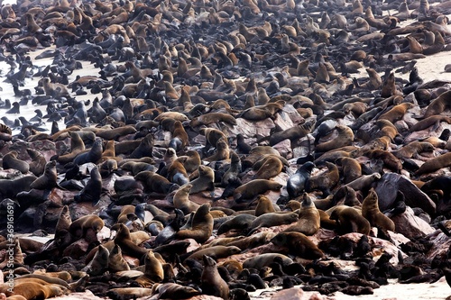 SOUTH AFRICAN FUR SEAL arctocephalus pusillus, COLONY AT CAPE CROSS, NAMIBIA