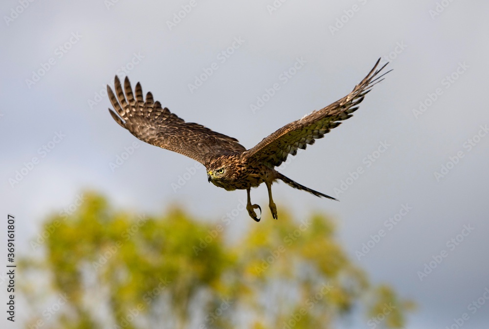 Obraz premium GOSHAWK accipiter gentilis, JUVENILE IN FLIGHT, NORMANDY