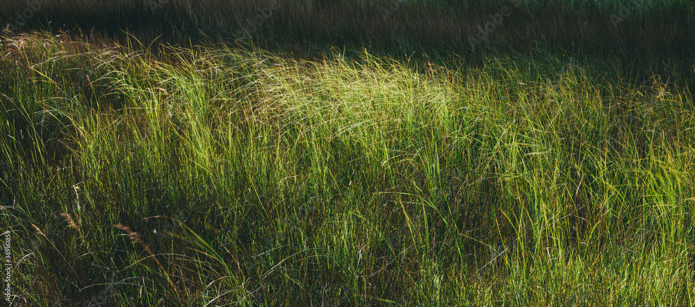 Windblown wild grasses in riparian wetland at dusk Windblown wild grasses in riparian wetland at dusk