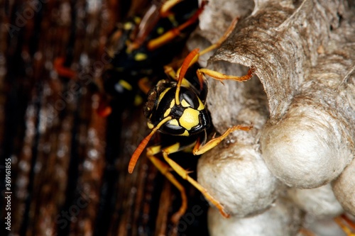 Common Wasp, vespula vulgaris, Adult Standing on Nest, Normandy