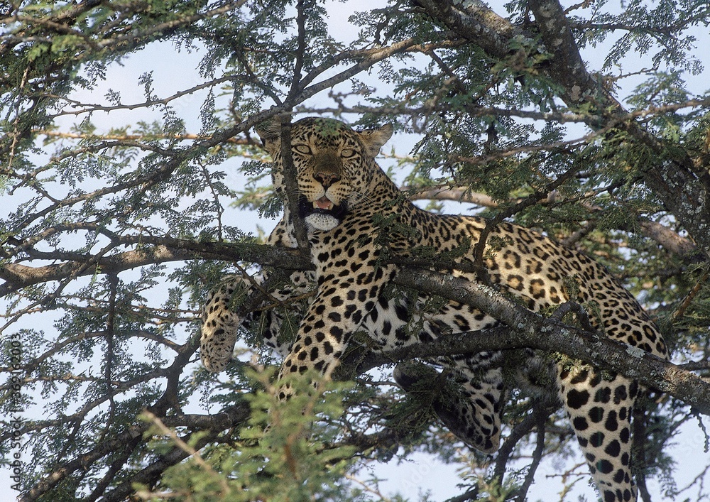 LEOPARD panthera pardus, ADULT RESTING IN TREE, NAKURU PARC, KENYA LEOPARD panthera pardus, ADULT RESTING IN TREE, NAKURU PARC, KENYA