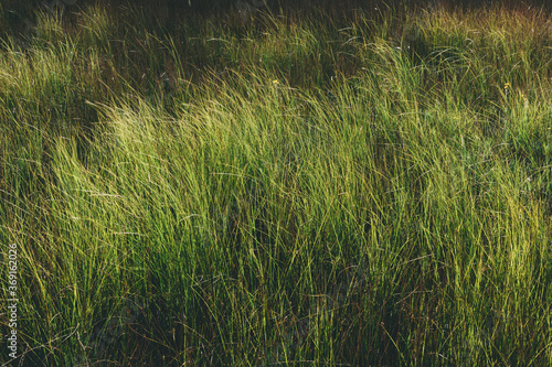 Windblown wild grasses in riparian wetland at dusk