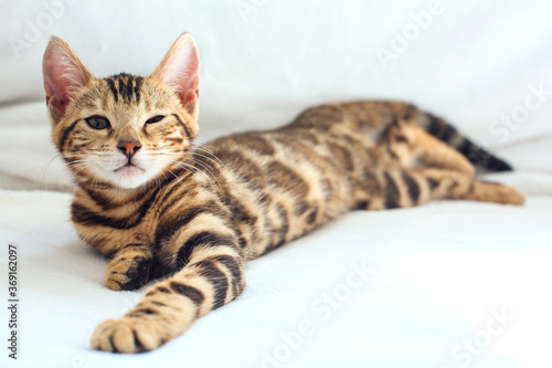 Little Bengal kitty laying on the white background.