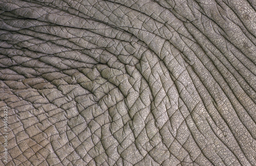 AFRICAN ELEPHANT loxodonta africana, CLOSE-UP OF SKIN, KENYA AFRICAN ELEPHANT loxodonta africana, CLOSE-UP OF SKIN, KENYA