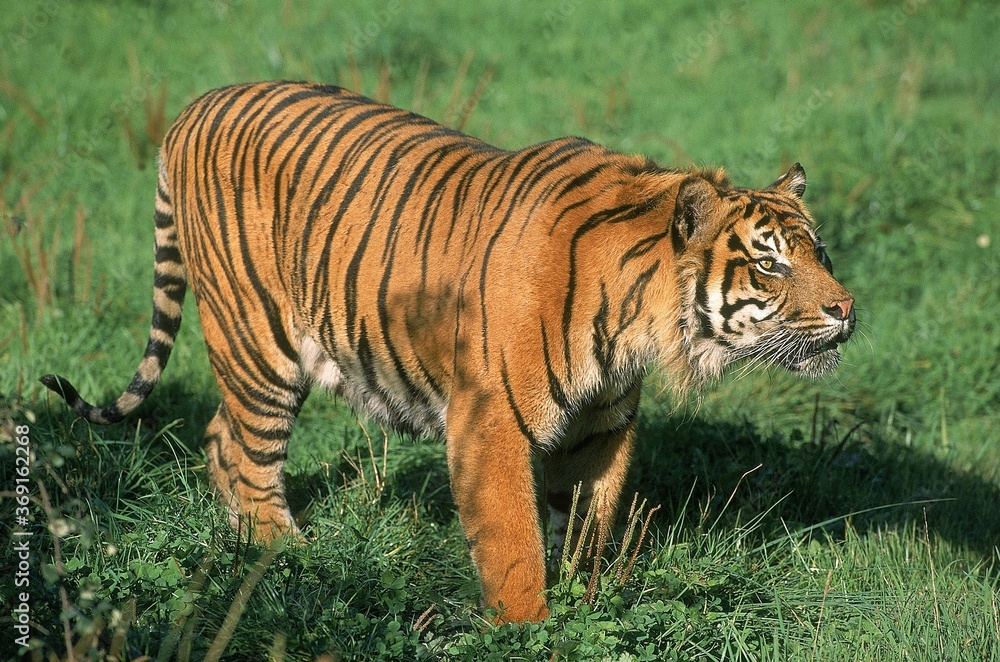 Fototapeta premium SUMATRAN TIGER panthera tigris sumatrae, ADULT STANDING ON GRASS