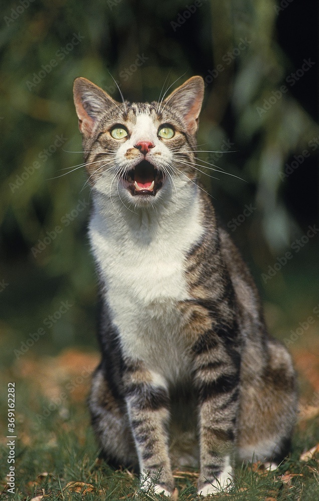 BROWN TABBY AND WHITE DOMESTIC CAT, ADULT MEOWING