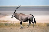 GEMSBOK oryx gazella, ADULT WALKING THROUGH SAVANNAH, NAMIBIA