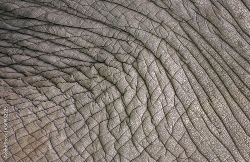 AFRICAN ELEPHANT loxodonta africana, CLOSE-UP OF SKIN, KENYA