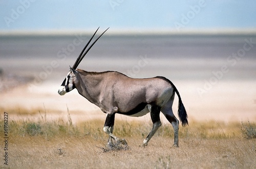 Tablou pe pânză GEMSBOK oryx gazella, ADULT WALKING THROUGH SAVANNAH, NAMIBIA