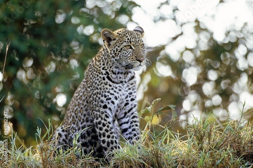 LEOPARD panthera pardus, YOUNG LOOKING AROUND