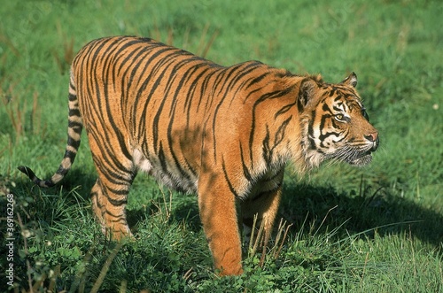SUMATRAN TIGER panthera tigris sumatrae  ADULT STANDING ON GRASS