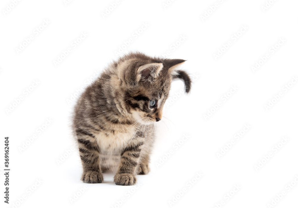 Obraz premium Cute tabby kitten isolated on white