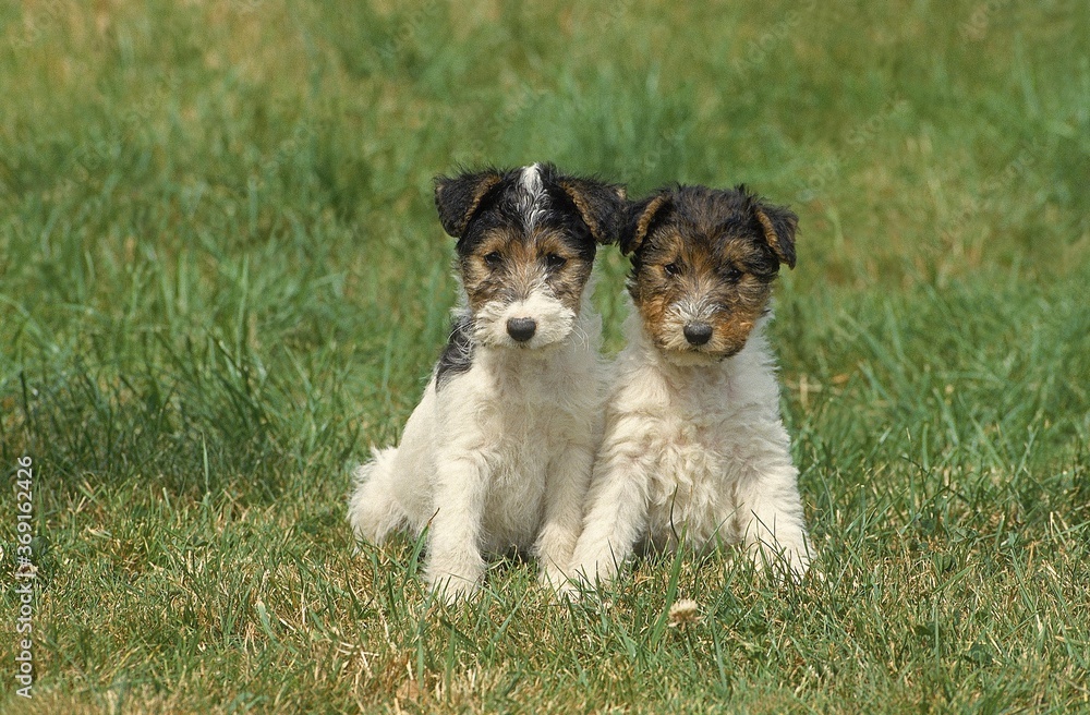 WIRE-HAIRED FOX TERRIER DOG, PUPPIES SITTING ON GRASS