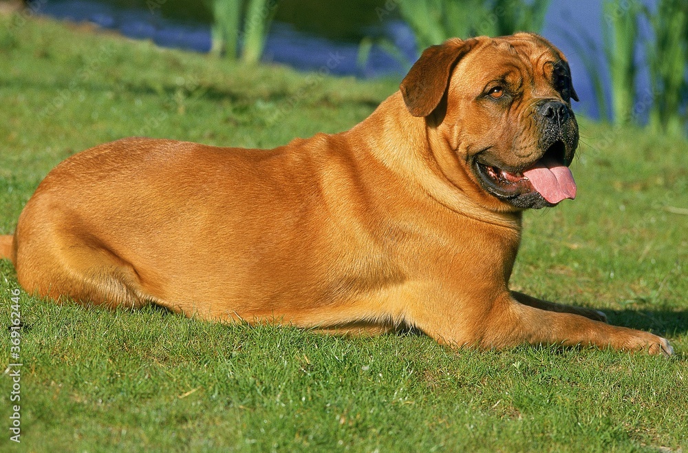 BORDEAUX MASTIFF DOG, ADULT RESTING ON GRASS