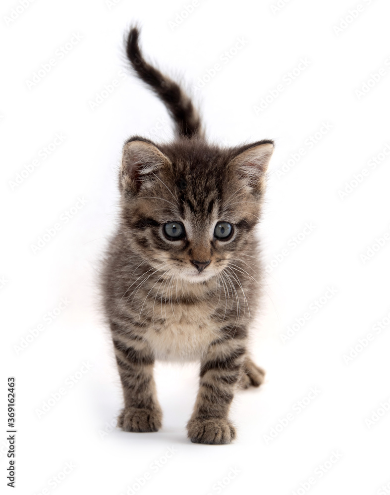 Cute tabby kitten isolated on white Cute tabby kitten isolated on white