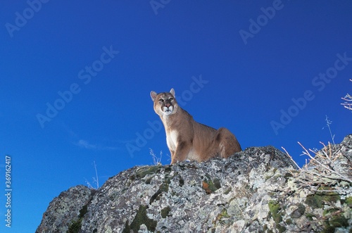 COUGAR puma concolor, ADULT STANDING ON ROCK, MONTANA