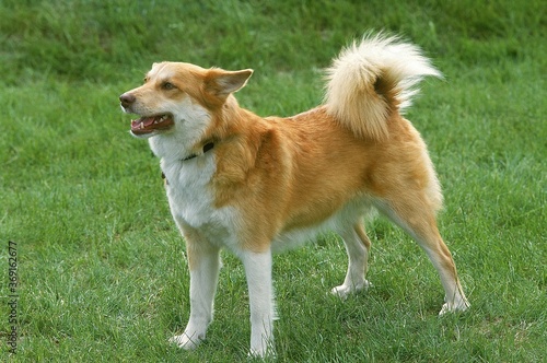 SIBERIAN LAIKA DOG, ADULT STANDING ON GRASS
